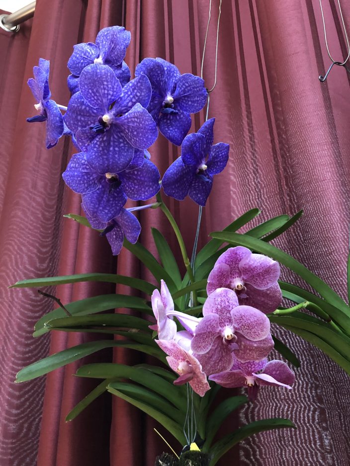 Orchids are for everyone' - Observer-Reporter